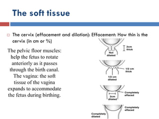 The soft tissue
 The cervix (effacement and dilation): Effacement: How thin is the
cervix (in cm or %)
The pelvic floor muscles:
help the fetus to rotate
anteriorly as it passes
through the birth canal.
The vagina: the soft
tissue of the vagina
expands to accommodate
the fetus during birthing.
 