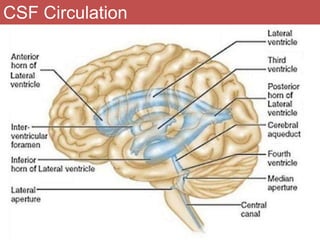 Normal & abnormal radiology of brain part i | PPTX