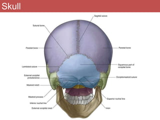 Normal & abnormal radiology of brain part i | PPTX