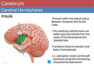 Normal & abnormal radiology of brain part i | PPTX