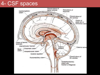 Normal & abnormal radiology of brain part ii | PPTX
