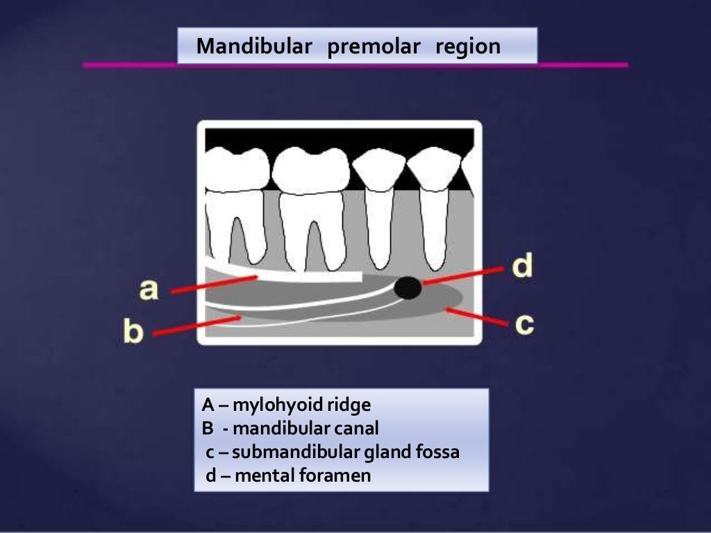 Normal Radiographic Anatomical Landmarks