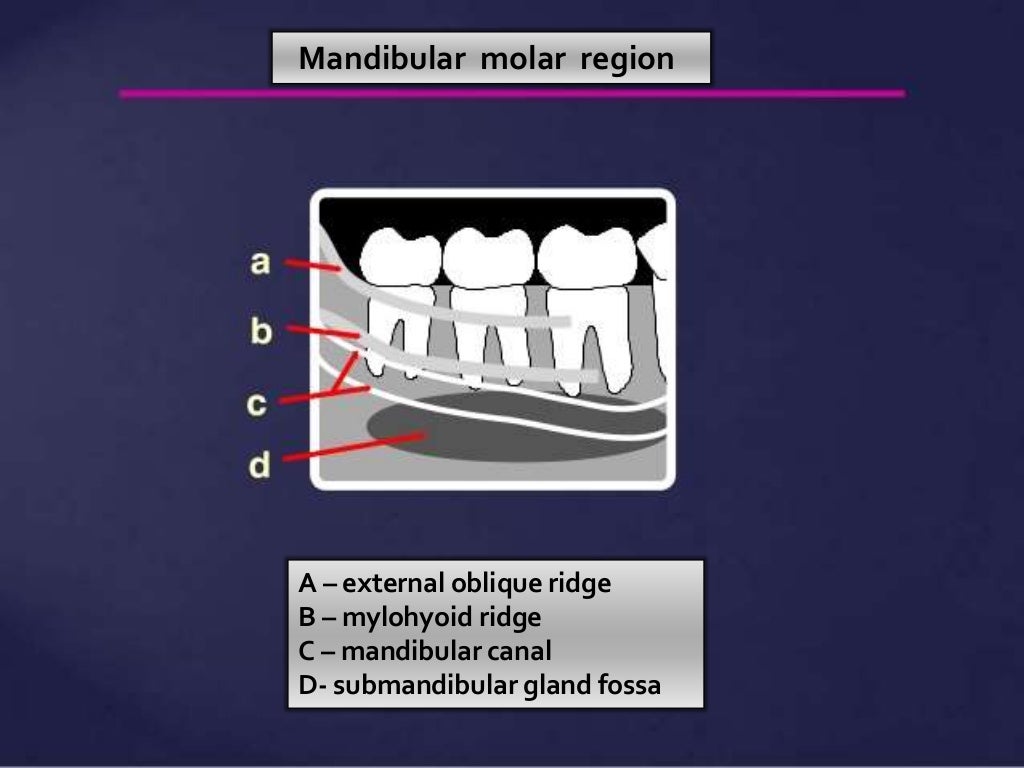 Normal Radiographic Anatomical Landmarks