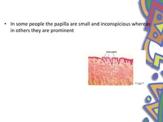 • In some people the papilla are small and inconspicious whereas
in others they are prominent
 