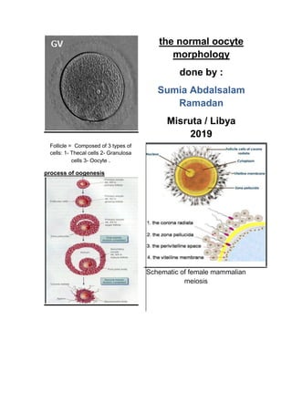 the normal oocyte
morphology
done by :
Sumia Abdalsalam
Ramadan
Misruta / Libya
2019
Follicle = Composed of 3 types of
cells: 1- Thecal cells 2- Granulosa
cells 3- Oocyte .
process of oogenesis
Schematic of female mammalian
meiosis
 