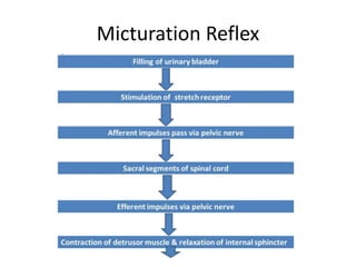 Micturation Reflex
 