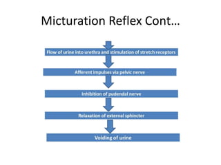 Micturation Reflex Cont…
 