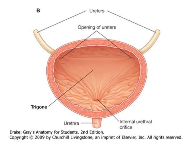 bladder function