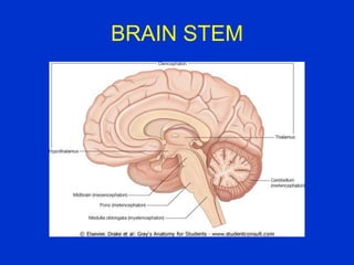 BRAIN STEM
 