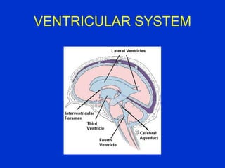 VENTRICULAR SYSTEM
 