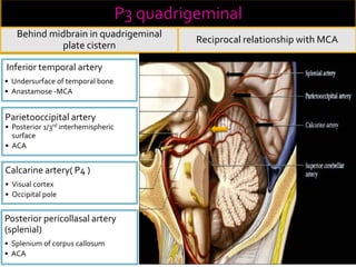 P3 quadrigeminal
Behind midbrain in quadrigeminal
plate cistern
Reciprocal relationship with MCA
Inferior temporal artery
• Undersurface of temporal bone
• Anastamose -MCA
Parietooccipital artery
• Posterior 1/3rd interhemispheric
surface
• ACA
Calcarine artery( P4 )
• Visual cortex
• Occipital pole
Posterior pericollasal artery
(splenial)
• Splenium of corpus callosum
• ACA
 