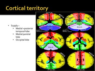 • Supply –
• Medial +posterior
temporal lobe
• Medial parietal
lobe
• Occipital lobe
 
