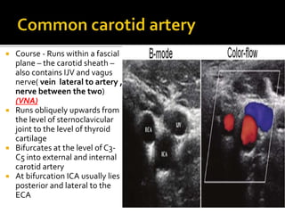  Course - Runs within a fascial
plane – the carotid sheath –
also contains IJV and vagus
nerve( vein lateral to artery ,
nerve between the two)
(VNA)
 Runs obliquely upwards from
the level of sternoclavicular
joint to the level of thyroid
cartilage
 Bifurcates at the level of C3-
C5 into external and internal
carotid artery
 At bifurcation ICA usually lies
posterior and lateral to the
ECA
 