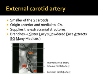  Smaller of the 2 carotids.
 Origin anterior and medial to ICA.
 Supplies the extracranial structures.
 Branches –( Sister Lucy’s Powdered Face Attracts
SO Many Medicos )
Internal carotid artery
External carotid artery
Common carotid artery
 
