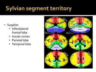 • Supplies
• Inferolateral
frontal lobe
• Insular cortex
• Parietal lobe
• Temporal lobe
 