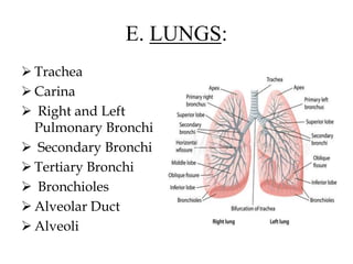 E. LUNGS:
 Trachea
 Carina
 Right and Left
Pulmonary Bronchi
 Secondary Bronchi
 Tertiary Bronchi
 Bronchioles
 Alveolar Duct
 Alveoli
 