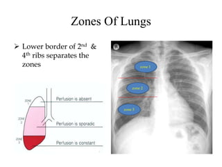 Zones Of Lungs
 Lower border of 2nd &
4th ribs separates the
zones zone 1
zone 2
zone 3
 
