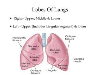Lobes Of Lungs
 Right:- Upper, Middle & Lower
 Left:- Upper (Includes Lingular segment) & lower
 