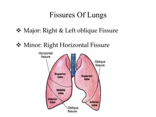 Fissures Of Lungs
 Major: Right & Left oblique Fissure
 Minor: Right Horizontal Fissure
 