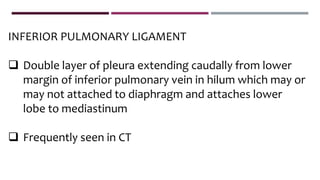 INFERIOR PULMONARY LIGAMENT
 Double layer of pleura extending caudally from lower
margin of inferior pulmonary vein in hilum which may or
may not attached to diaphragm and attaches lower
lobe to mediastinum
 Frequently seen in CT
 