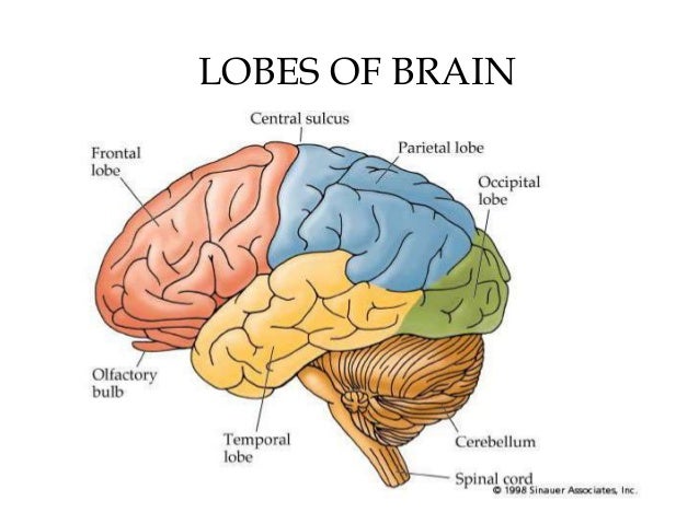 4 lobes of the brain The nervous system is your body's decision and communication center the central nervous system (cns) is made of the brain and the spinal cord and the peripheral. 4 lobes of the brain The nervous system is your body's decision and communication center the central nervous system (cns) is made of the brain and the spinal cord and the peripheral.