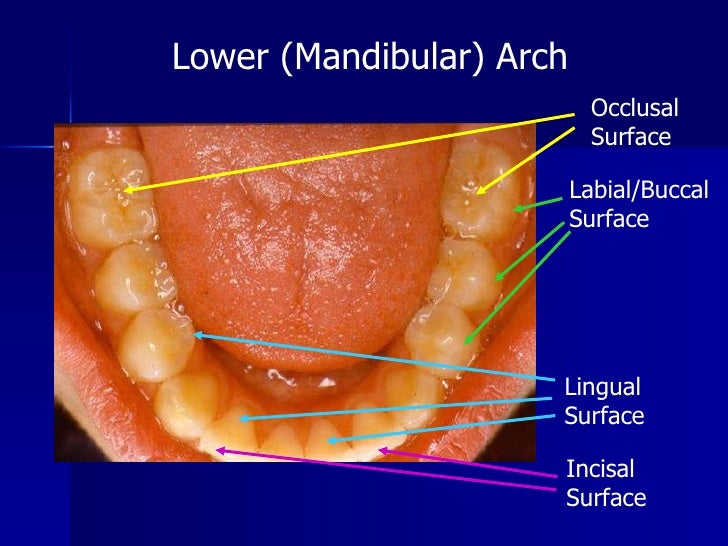Normal+dental+development+and+oral+pathology