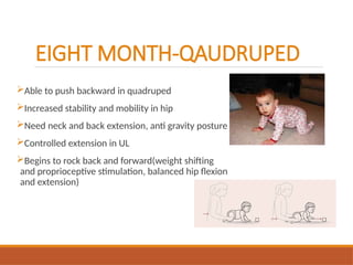 EIGHT MONTH-QAUDRUPED
Able to push backward in quadruped
Increased stability and mobility in hip
Need neck and back extension, anti gravity posture
Controlled extension in UL
Begins to rock back and forward(weight shifting
and proprioceptive stimulation, balanced hip flexion
and extension)
 