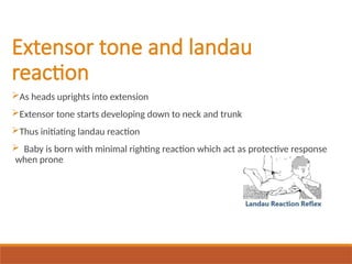 Extensor tone and landau
reaction
As heads uprights into extension
Extensor tone starts developing down to neck and trunk
Thus initiating landau reaction
 Baby is born with minimal righting reaction which act as protective response
when prone
 