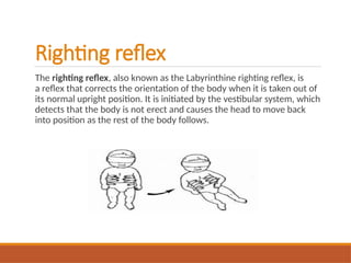 Righting reflex
The righting reflex, also known as the Labyrinthine righting reflex, is
a reflex that corrects the orientation of the body when it is taken out of
its normal upright position. It is initiated by the vestibular system, which
detects that the body is not erect and causes the head to move back
into position as the rest of the body follows.
 