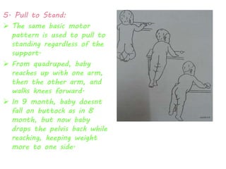 5. Pull to Stand: 
 The same basic motor 
pattern is used to pull to 
standing regardless of the 
support. 
 From quadruped, baby 
reaches up with one arm, 
then the other arm, and 
walks knees forward. 
 In 9 month, baby doesnt 
fall on buttock as in 8 
month, but now baby 
drops the pelvis back while 
reaching, keeping weight 
more to one side. 
 