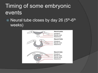Timing of some embryonic
events
 Neural tube closes by day 26 (5th-6th
weeks)
 