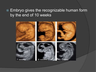  Embryo gives the recognizable human form
by the end of 10 weeks
 