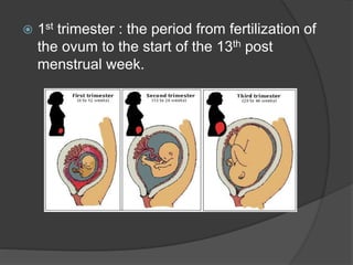  1st trimester : the period from fertilization of
the ovum to the start of the 13th post
menstrual week.
 