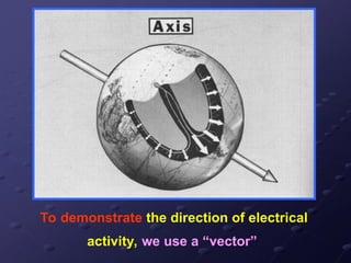 To demonstrate the direction of electrical
activity, we use a “vector”
 