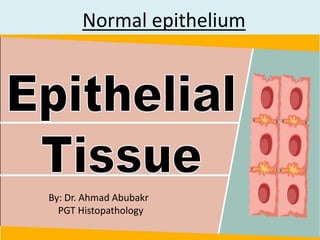 Normal epithelium
By: Dr. Ahmad Abubakr
PGT Histopathology
 