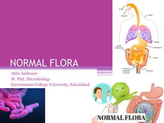 NORMAL FLORA
Atifa Ambreen
M. Phil, Microbiology
Government College University, Faisalabad
 