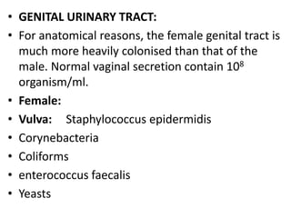 • GENITAL URINARY TRACT:
• For anatomical reasons, the female genital tract is
much more heavily colonised than that of the
male. Normal vaginal secretion contain 108
organism/ml.
• Female:
• Vulva: Staphylococcus epidermidis
• Corynebacteria
• Coliforms
• enterococcus faecalis
• Yeasts
 