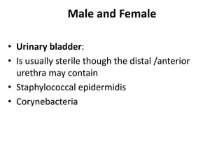 Male and Female
• Urinary bladder:
• Is usually sterile though the distal /anterior
urethra may contain
• Staphylococcal epidermidis
• Corynebacteria
 