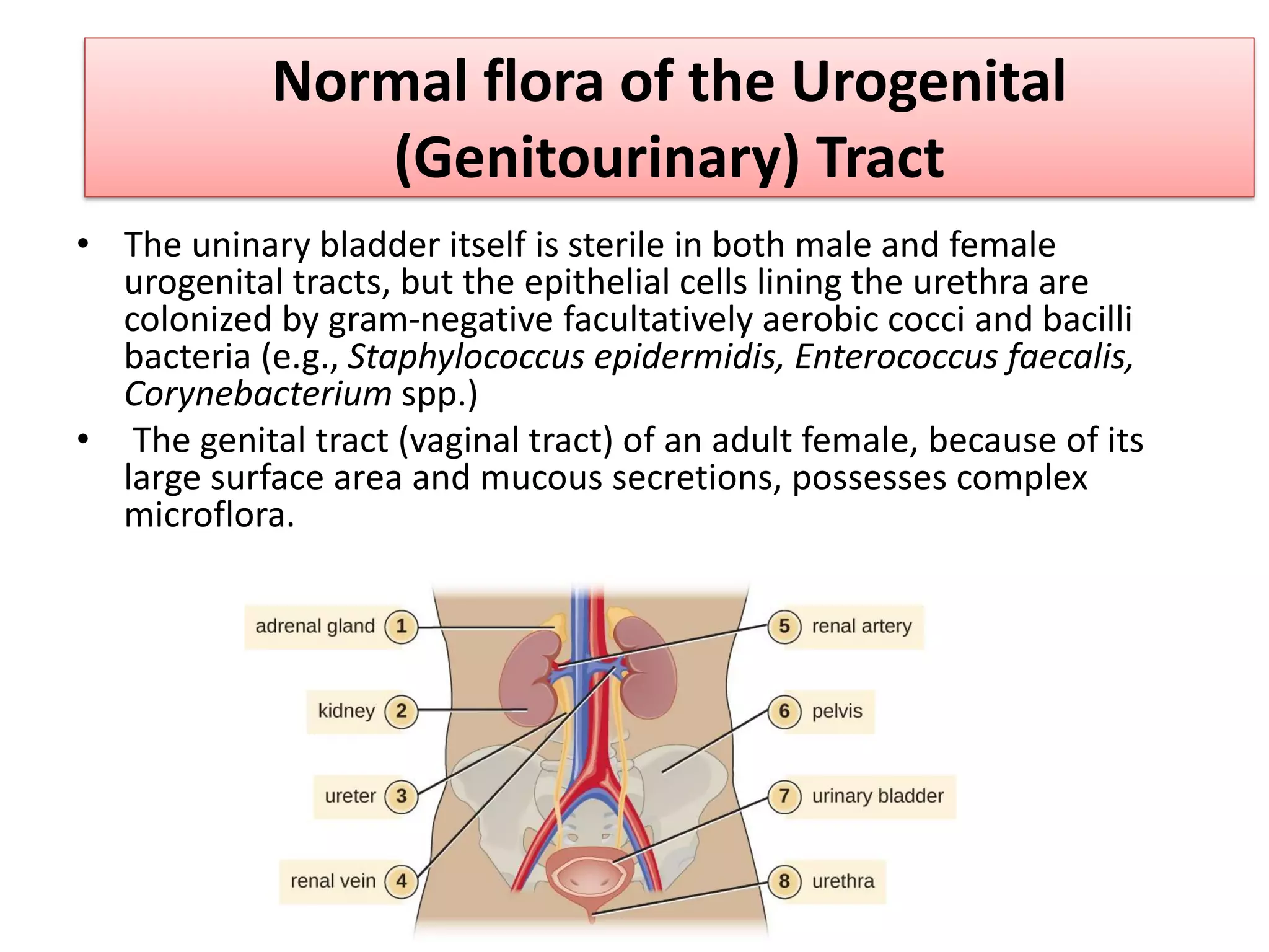Normal flora of the Urogenital
(Genitourinary) Tract
• The uninary bladder itself is sterile in both male and female
urogenital tracts, but the epithelial cells lining the urethra are
colonized by gram-negative facultatively aerobic cocci and bacilli
bacteria (e.g., Staphylococcus epidermidis, Enterococcus faecalis,
Corynebacterium spp.)
• The genital tract (vaginal tract) of an adult female, because of its
large surface area and mucous secretions, possesses complex
microflora.
 