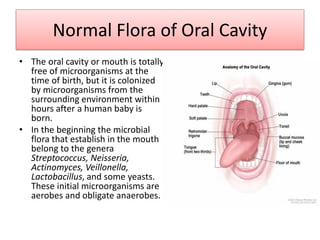 Normal Flora of Oral Cavity
• The oral cavity or mouth is totally
free of microorganisms at the
time of birth, but it is colonized
by microorganisms from the
surrounding environment within
hours after a human baby is
born.
• In the beginning the microbial
flora that establish in the mouth
belong to the genera
Streptococcus, Neisseria,
Actinomyces, Veillonella,
Lactobacillus, and some yeasts.
These initial microorganisms are
aerobes and obligate anaerobes.
 