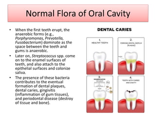 Normal Flora of Oral Cavity
• When the first teeth erupt, the
anaerobic forms (e.g.,
Porphyromonas, Prevotella,
Fusobacterium) dominate as the
space between the teeth and
gums is anaerobic.
• Later on, Streptococcus spp. come
on to the enamel surfaces of
teeth, and also attach to the
epithelial surfaces and colonize
saliva.
• The presence of these bacteria
contributes to the eventual
formation of dental plaques,
dental caries, gingivitis
(inflammation of gum tissues),
and periodontal disease (destroy
of tissue and bone).
 