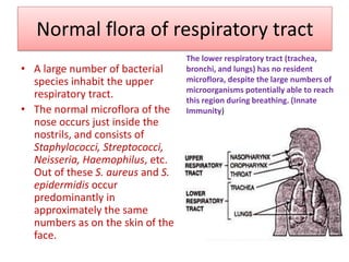 Normal flora of respiratory tract
• A large number of bacterial
species inhabit the upper
respiratory tract.
• The normal microflora of the
nose occurs just inside the
nostrils, and consists of
Staphylococci, Streptococci,
Neisseria, Haemophilus, etc.
Out of these S. aureus and S.
epidermidis occur
predominantly in
approximately the same
numbers as on the skin of the
face.
The lower respiratory tract (trachea,
bronchi, and lungs) has no resident
microflora, despite the large numbers of
microorganisms potentially able to reach
this region during breathing. (Innate
Immunity)
 