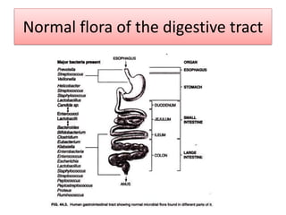 Normal flora of the digestive tract
 