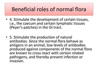 Beneficial roles of normal flora
• 4. Stimulate the development of certain tissues,
i.e., the caecum and certain lymphatic tissues
(Peyer's patches) in the GI tract.
• 5. Stimulate the production of natural
antibodies. Since the normal flora behave as
antigens in an animal, low levels of antibodies
produced against components of the normal flora
are known to cross react with certain related
pathogens, and thereby prevent infection or
invasion.
 