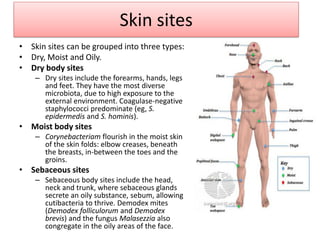 Skin sites
• Skin sites can be grouped into three types:
• Dry, Moist and Oily.
• Dry body sites
– Dry sites include the forearms, hands, legs
and feet. They have the most diverse
microbiota, due to high exposure to the
external environment. Coagulase-negative
staphylococci predominate (eg, S.
epidermedis and S. hominis).
• Moist body sites
– Corynebacteriam flourish in the moist skin
of the skin folds: elbow creases, beneath
the breasts, in-between the toes and the
groins.
• Sebaceous sites
– Sebaceous body sites include the head,
neck and trunk, where sebaceous glands
secrete an oily substance, sebum, allowing
cutibacteria to thrive. Demodex mites
(Demodex folliculorum and Demodex
brevis) and the fungus Malasezzia also
congregate in the oily areas of the face.
 