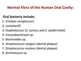 Normal Flora of the Human Oral Cavity:
Oral bacteria include:
1. Viridans streptococci
2. Lactobacilli
3. Staphylococci (S. aureus and S. epidermidis)
4. Corynebacterium sp.
5. Bacteroides sp.
6. Streptococcus sanguis (dental plaque)
7. Streptococcus mutans (dental plaque)
8. Actinomyces sp.
 