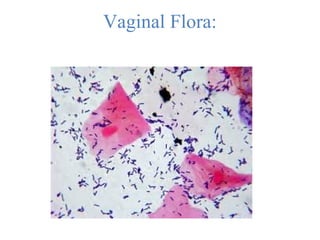 Vaginal Flora:
 