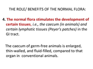 THE ROLE/ BENEFITS OF THE NORMAL FLORA:
4. The normal flora stimulates the development of
certain tissues, i.e., the caecum (in animals) and
certain lymphatic tissues (Peyer's patches) in the
GI tract.
The caecum of germ-free animals is enlarged,
thin-walled, and fluid-filled, compared to that
organ in conventional animals.
 