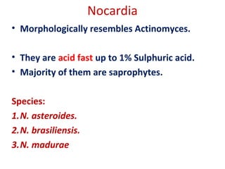 Nocardia
• Morphologically resembles Actinomyces.
• They are acid fast up to 1% Sulphuric acid.
• Majority of them are saprophytes.
Species:
1.N. asteroides.
2.N. brasiliensis.
3.N. madurae
 