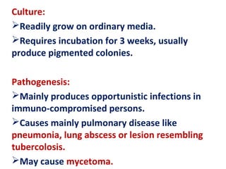 Culture:
Readily grow on ordinary media.
Requires incubation for 3 weeks, usually
produce pigmented colonies.
Pathogenesis:
Mainly produces opportunistic infections in
immuno-compromised persons.
Causes mainly pulmonary disease like
pneumonia, lung abscess or lesion resembling
tubercolosis.
May cause mycetoma.
 